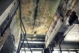 Best Commercial Mold Inspection  in Haysville, KS